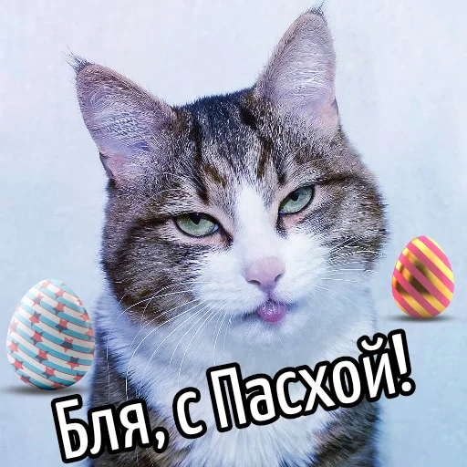 Telegram stiker «Кот 