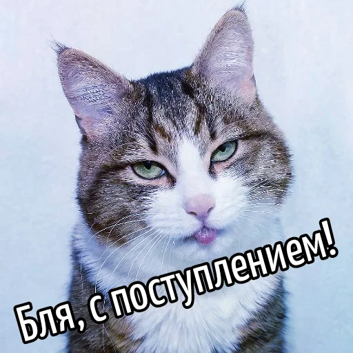 Telegram Sticker «Кот 