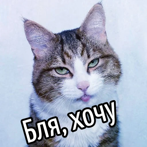 Telegram stiker «Кот 