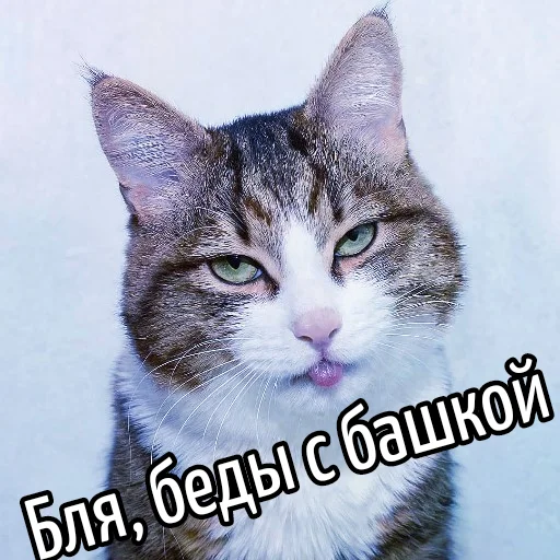 Telegram Sticker «Кот 
