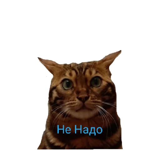 Telegram Sticker «Котик лексус» 😄
