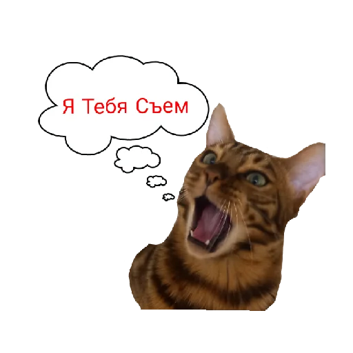 Telegram Sticker «Котик лексус» 😤