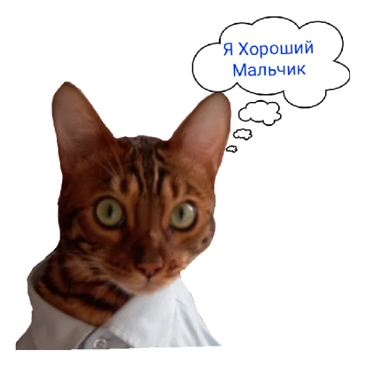 Telegram Sticker «Котик лексус» 😊
