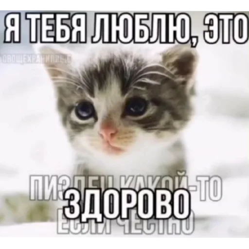 Telegram stiker «Котике» 😍