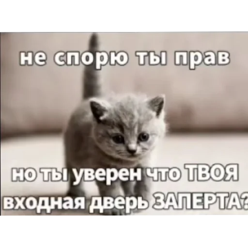 Telegram stiker «Котике» 👹