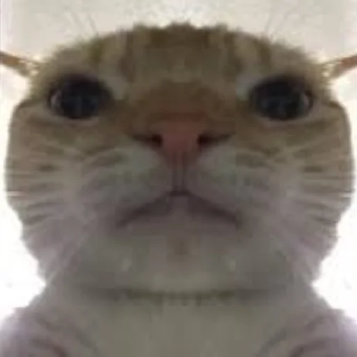 Эмодзи Kotiki Cat 6 😄