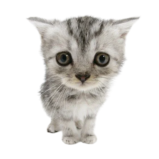 Telegram stiker «Котенки» 🐱
