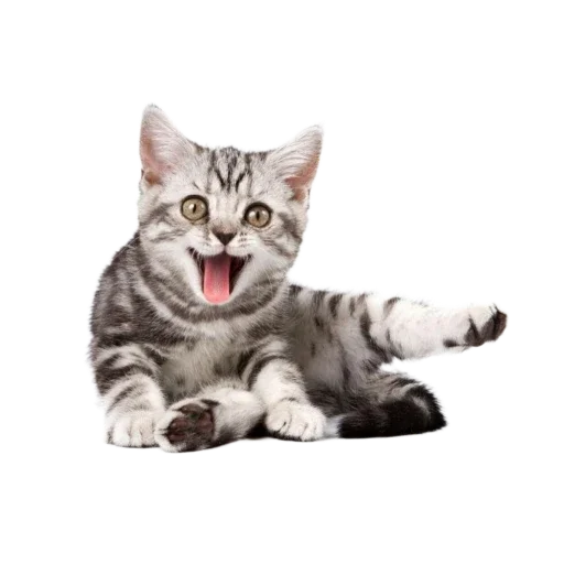 Telegram stiker «Котенки» 🐱