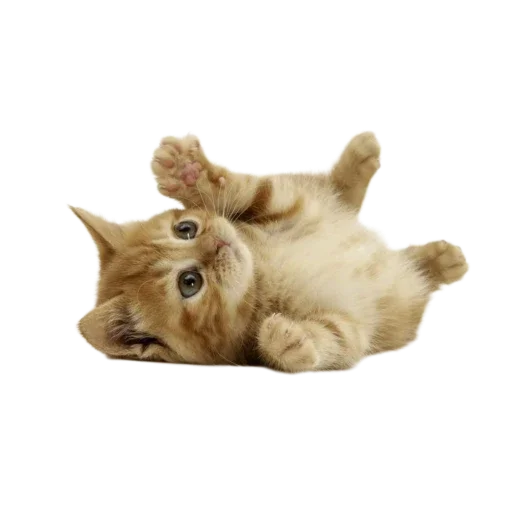 Telegram Sticker «Котенки» 🐱