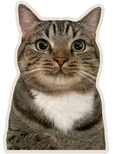 Telegram stikerlari Kucing