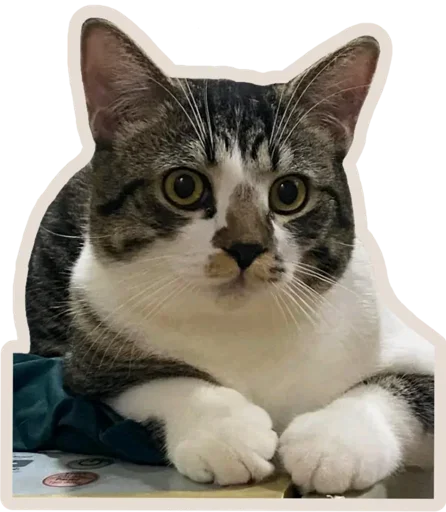 Telegram Sticker «Kucing» 🐈