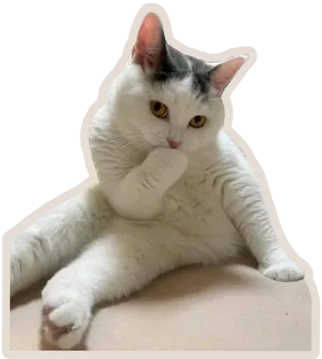 Telegram Sticker «Kucing» 🐈