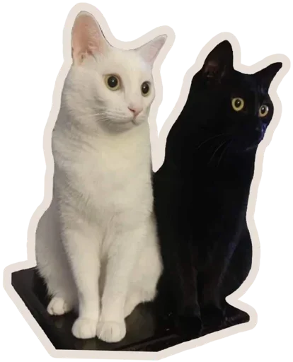 Telegram stiker «Kucing» 🐈