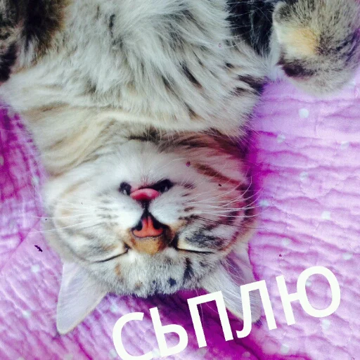 КотикЦмок emoji 