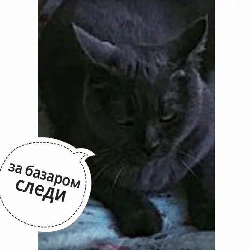 Стікер Telegram «КотикЦмок» 