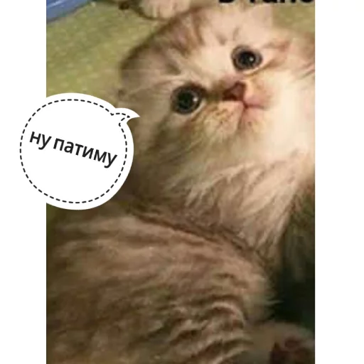 Стикер Telegram «КотикЦмок» 