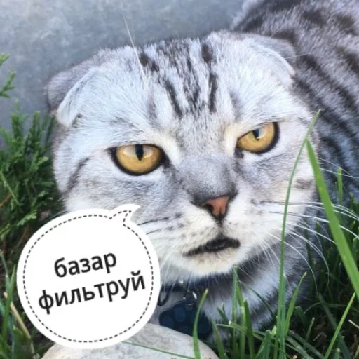 Стикер Telegram «КотикЦмок» 
