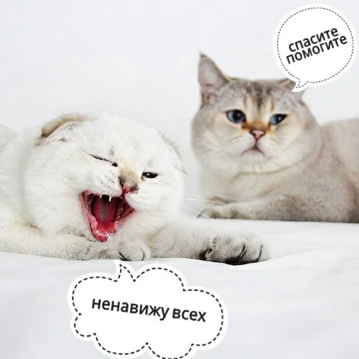 КотикЦмок2 stiker 😝