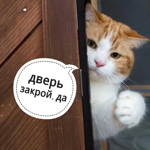 Стикер Telegram «КотикЦмок2» 