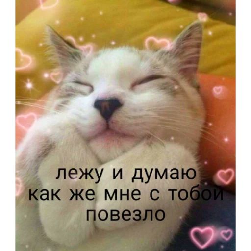 Telegram stiker «kartinochki meow 8» 🥰