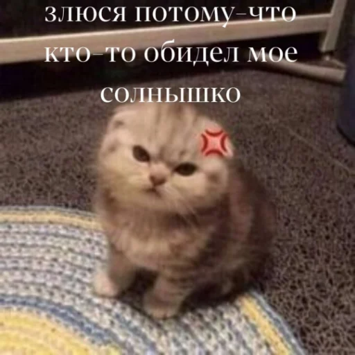 Telegram stiker «kartinochki meow 8» 😡