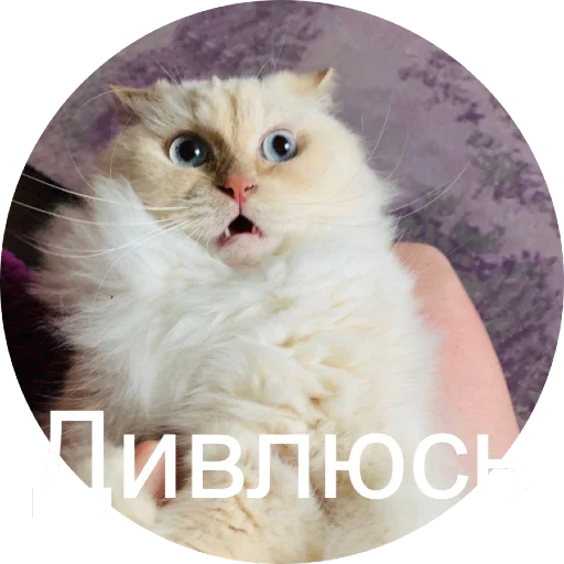 Telegram Sticker «Кинкиса» 😳