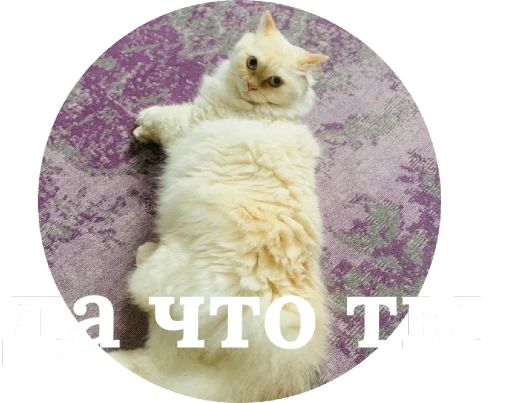 Telegram Sticker «Кинкиса» 😡