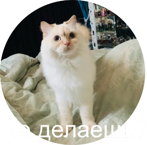 Telegram Sticker «Кисюня» ☺