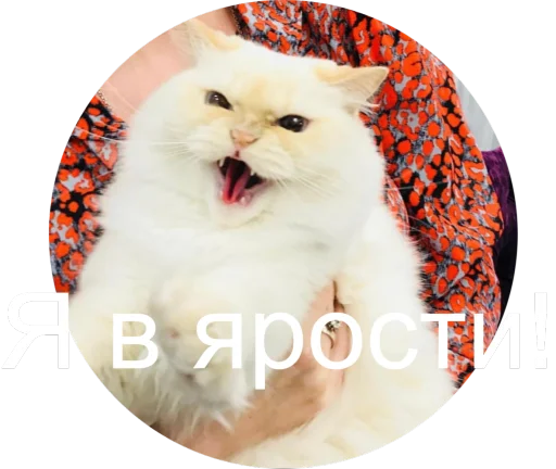 Telegram Sticker «Кисюня» 😡