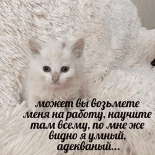 Стикер Telegram «Китики» 🥺