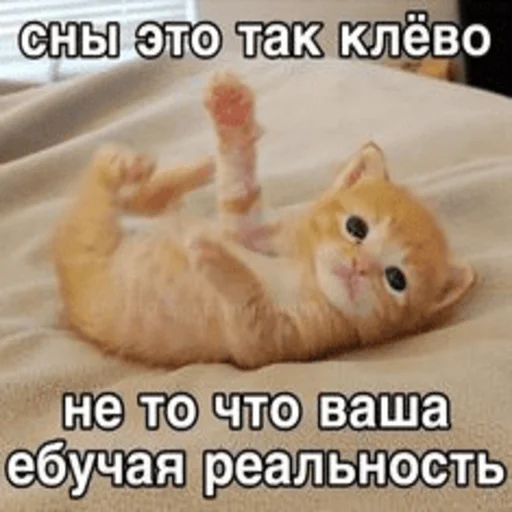 Telegram stiker «Китики » 🙃