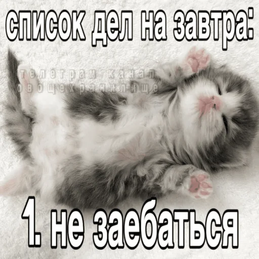 Стікер Telegram «Китики» 😎