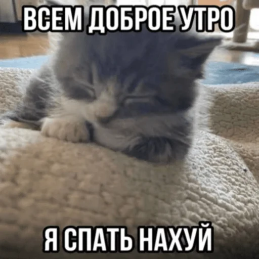 Стікер Telegram «Китики» 💤