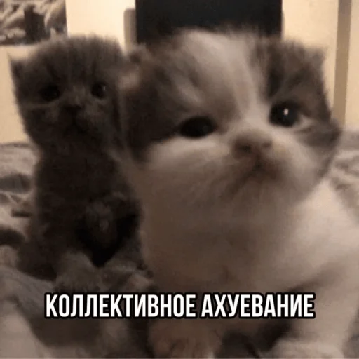Стікер Telegram «Китики» 🫨
