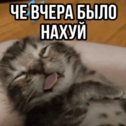Стікер Telegram «Китики» 🥴