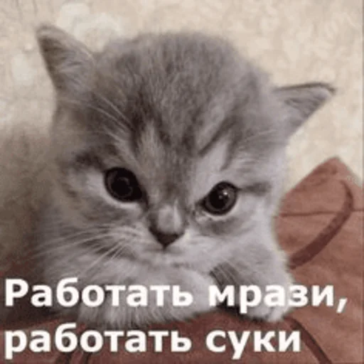 Стикер Telegram «Китики» 😡