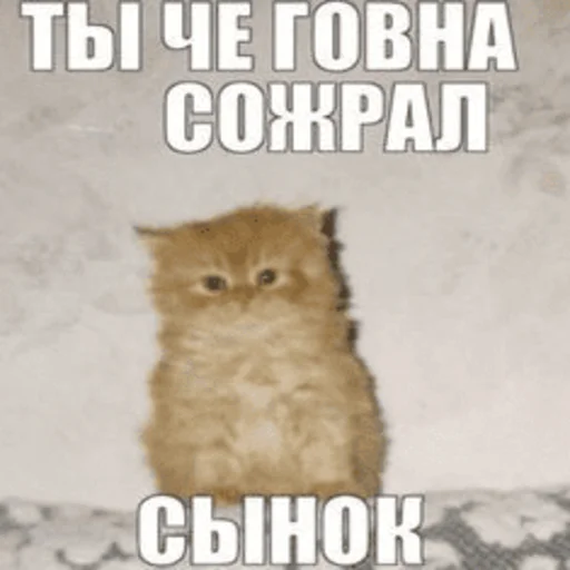 Стікер Telegram «Китики» 🤒