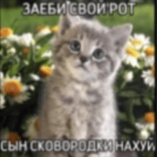 Стікер Telegram «Китики» 🤬