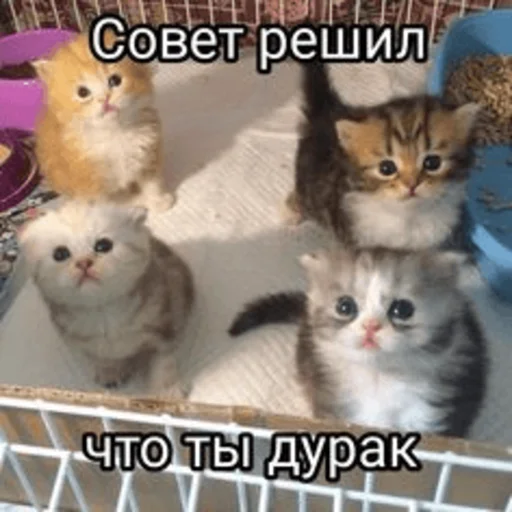 Стикер Telegram «Китики» 🫤