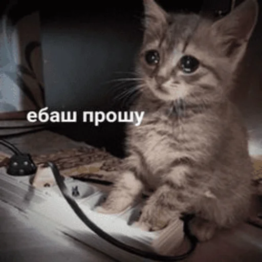 Стикер Telegram «Китики» 😪