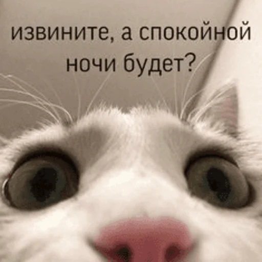 Telegram Sticker «Китики » ⁉️