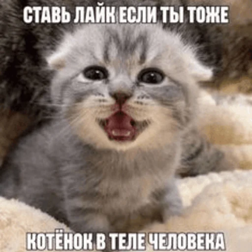Стикер Telegram «Китики» 🐈