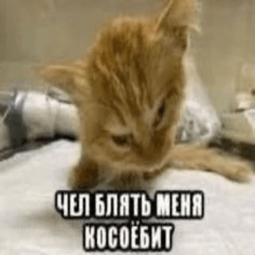 Стікер Telegram «Китики» 👿