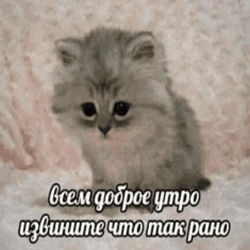 Стікер Telegram «Китики» ☀️