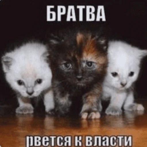 Стікер Telegram «Китики» 🫡