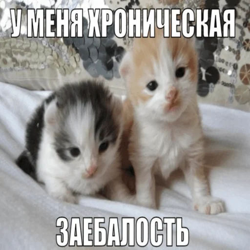 Стікер Telegram «Китики» 😮‍💨