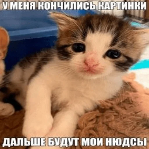 Стікер Telegram «Китики» 😋