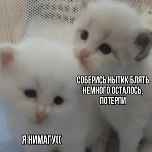 Стікер Telegram «Китики» 😟