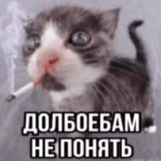 Стікер Telegram «Китики» 🚬