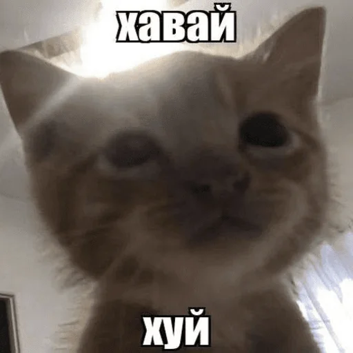 Стикер Telegram «Китики» 🙊